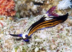 Couldn't pass the colors on this bighorn nembrotha. Taken... by Nikki Van Veelen 